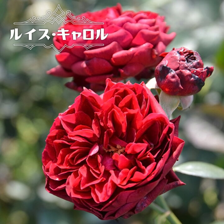 楽天市場 四季咲き半つるバラ ルイスキャロル 2年生大苗 登録品種 品種登録 予約販売 12月 翌年1月中に順次入荷 苗木部 ｂｙ 花ひろばオンライン