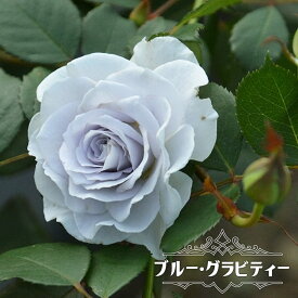 楽天市場 バラの家 シェエラザードの通販