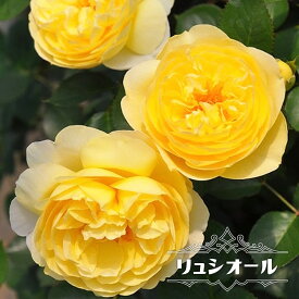 楽天市場 半つるバラの通販