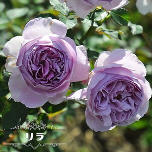 lG炫oc yz 2Nc o^iEio^ y\̔z1{ȍ~ח\