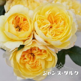 楽天市場 バラ 苗 杏奈の通販