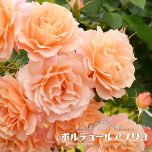 lG炫oc y{f[AuRz 2Nc 6|bg y\̔z1{ȍ~ח\