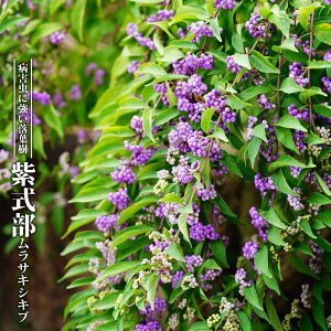 紫式部 ムラサキシキブ ポット苗または鉢植え苗