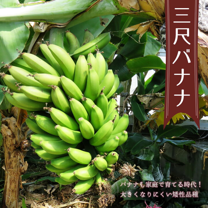 楽天市場 バナナの木 三尺バナナ ポット苗 沖縄県産熱帯果樹 予約販売 4月下旬 5月頃発送予定 苗木部 ｂｙ 花ひろばオンライン