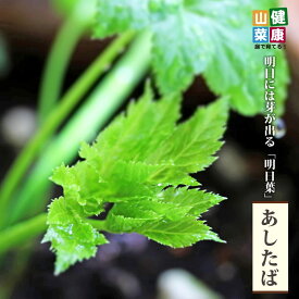 【あしたば】 3.5号ポット苗 健康山菜