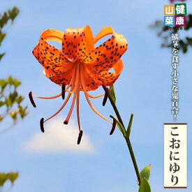 楽天市場 オニユリ 球根の通販