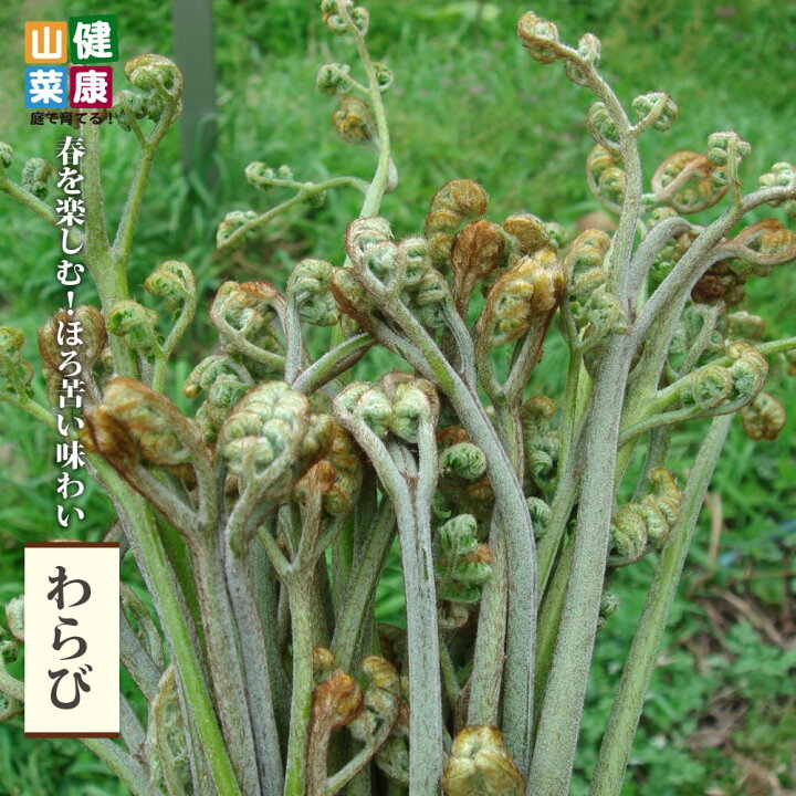 楽天市場】【わらび】 3.5号ポット苗 健康山菜 : 苗木部 by 花ひろば 
