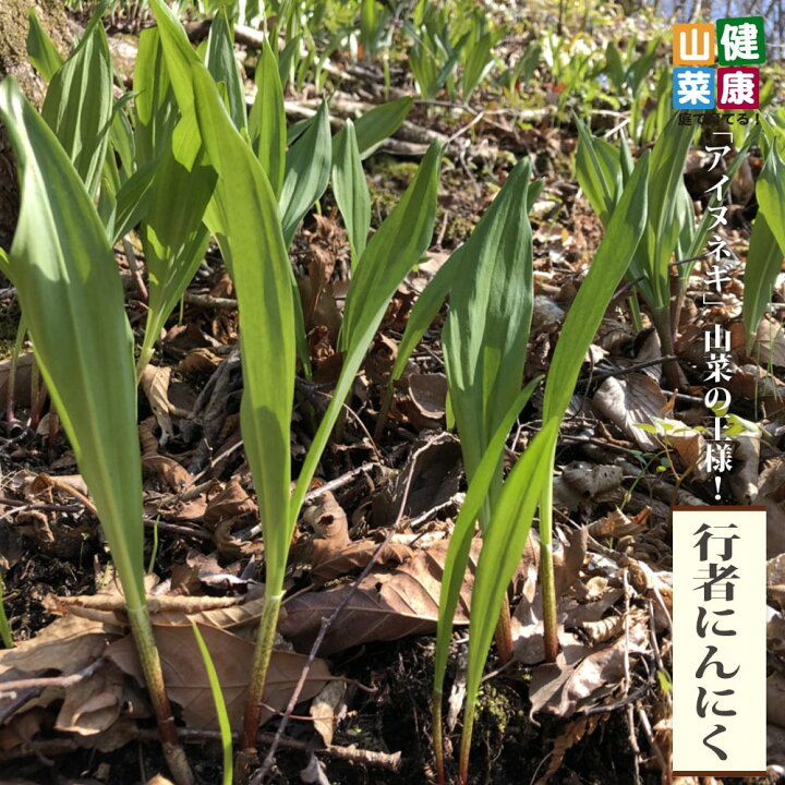 楽天市場 行者にんにく 3 5号ポット苗 健康山菜 苗木部 ｂｙ 花ひろばオンライン
