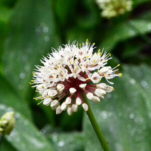 yMEWɂɂz   (3) iAt11{܂Łj