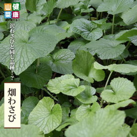 【畑わさび】 3.5号ポット苗 健康山菜