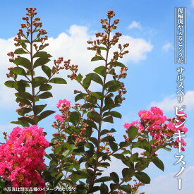 楽天市場 サルスベリ 品種の通販