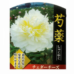 苗 芍薬 苗の人気商品 通販 価格比較 価格 Com 苗 芍薬 苗の人気商品 通販 価格比較 価格 Com