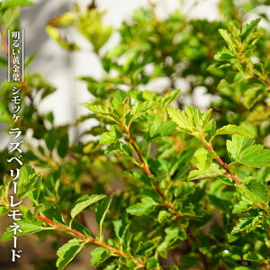 ラズベリー 盆栽 植木の人気商品 通販 価格比較 価格 Com