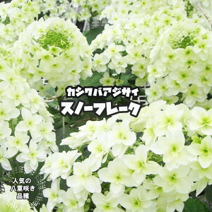 苗 カシワバアジサイの通販 価格比較 価格 Com