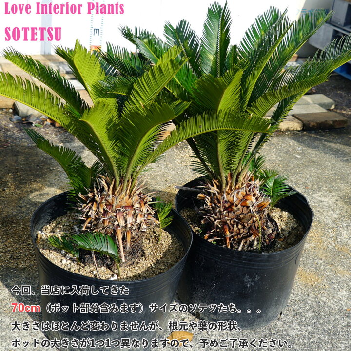 楽天市場 蘇鉄 ソテツ 70cm Good Style 大苗 苗木部 ｂｙ 花ひろばオンライン
