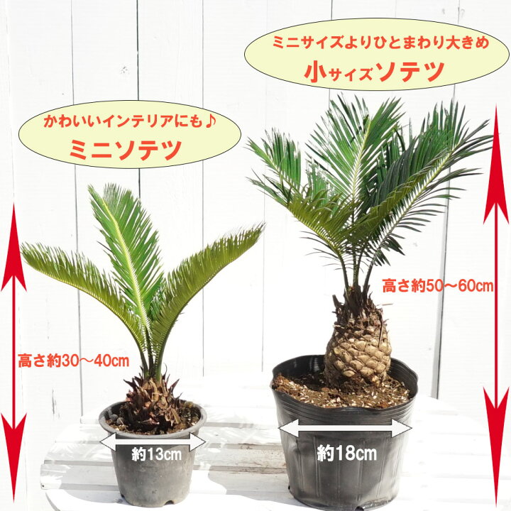 楽天市場 蘇鉄 ソテツ 30cm Good Style観葉植物 インテリアプランツ 庭木 常緑樹 苗木部 by 花ひろばオンライン 楽天市場 蘇鉄 ソテツ 30cm Good Style観葉植物 インテリアプランツ 庭木 常緑樹 苗木部 by 花ひろばオンライン