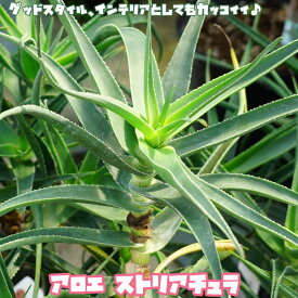 楽天市場 アロエ 苗の通販