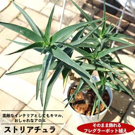 楽天市場 耐寒性 アロエの通販