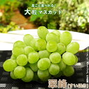 楽天市場 苗物 人気ランキング1位 売れ筋商品