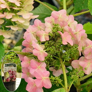 z yTf[t[Yz s~bhAWTC |bgc PVP