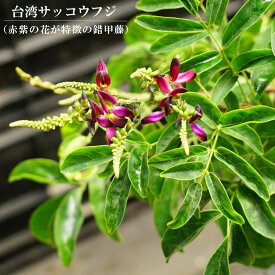 台湾サッコウフジ（錯甲藤） 赤花 鉢苗