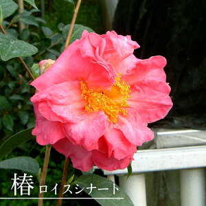 �� �c �y���C�X�V�i�[�g�z �ږ� �����A�� �J�� 2�`3����