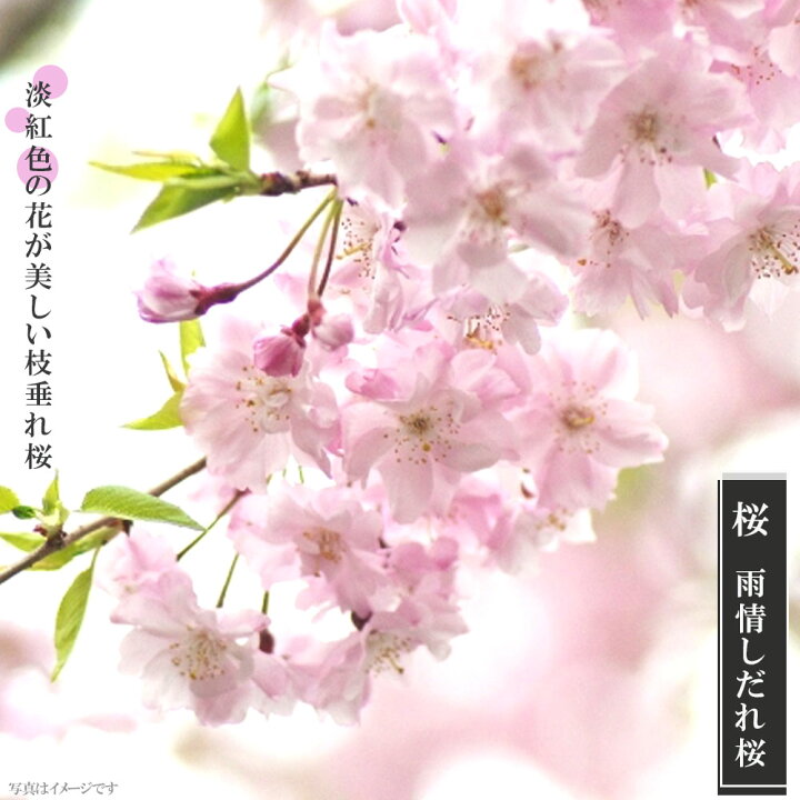 楽天市場 しだれ桜 雨情枝垂れ桜 うじょうしだれ 1年生 接ぎ木 苗 苗木部 by 花ひろばオンライン 楽天市場 しだれ桜 雨情枝垂れ桜 うじょうしだれ 1年生 接ぎ木 苗 苗木部 by 花ひろばオンライン