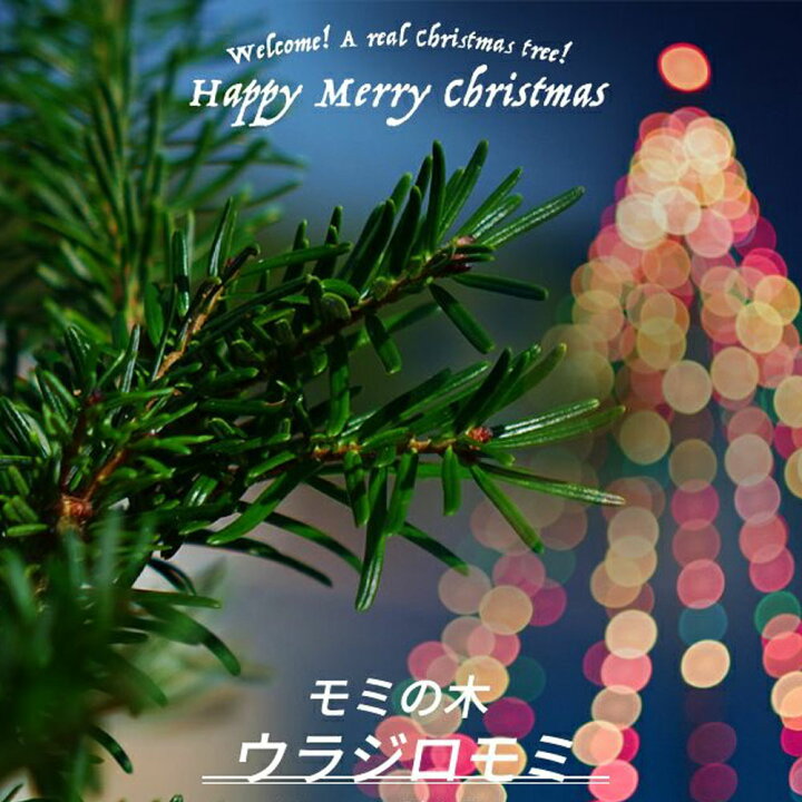 楽天市場 本物のクリスマスツリー もみの木 ウラジロモミ 根巻き苗 庭木 苗木 苗木部 ｂｙ 花ひろばオンライン