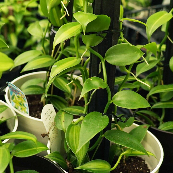 楽天市場 バニラの木 大サイズ フレグラーポット アイボリー バニラ バニラビーンズ つる性 観葉植物 珍しい木 苗木部 by 花ひろばオンライン 楽天市場 バニラの木 大サイズ フレグラーポット アイボリー バニラ バニラビーンズ つる性 観葉植物 珍しい木 苗木部 by 花ひろばオンライン