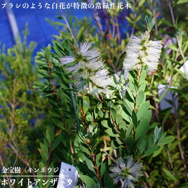 【ホワイトアンザック】 ブラシノキ （カリステモン・キンポウジュ） 5号ポット苗