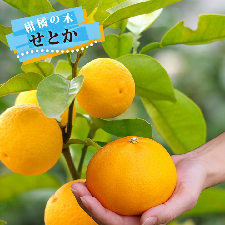 楽天市場 せとか みかん 2年生接ぎ木苗木 登録品種 品種登録 苗木部 ｂｙ 花ひろばオンライン