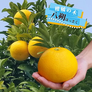 y i͂jz 3Nږؑc yYnř 1.0mcz y\̔z10{ח\
