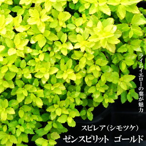 XsAiVcPj [Xsbg S[h 3|bgc