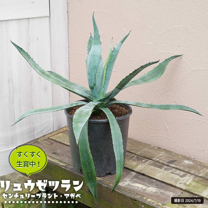 楽天市場】アガベ 、リュウゼツラン 【センチュリープラント 