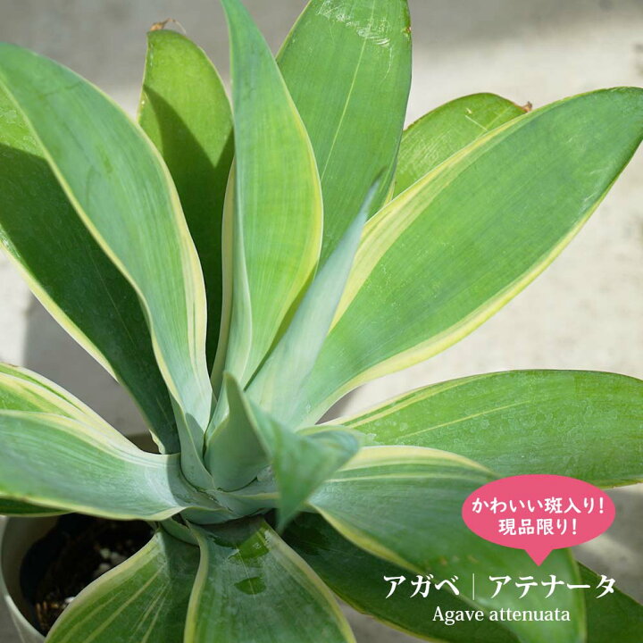 楽天市場】【現品限り】アガベ 、リュウゼツラン 【アテナータ 斑入り 