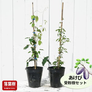 APr c OtAPr ܗtAPr 5|bgc Pi or 󕲎Zbg