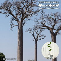 楽天市場】バオバブの木 観葉植物（花・ガーデン・DIY）の通販 