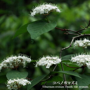 y̖؃V[Yz RomK}Y~ } 3.5|bgc