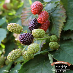 ƂȂ ubNx[ yq}z 4|bgc } 2N