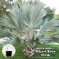 楽天市場】ブラヘア アルマータ（花・ガーデン・DIY）の通販