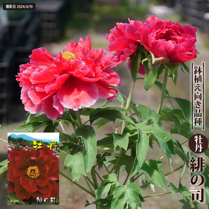 楽天市場】【緋の司】 （濃赤色） 牡丹 2年生 6号スリット苗 : 苗木部 