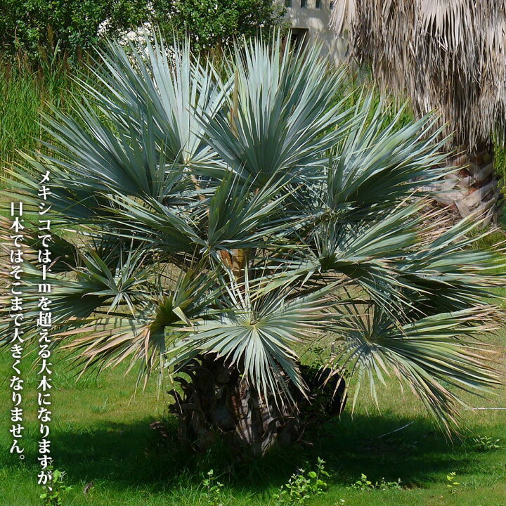 楽天市場】ヤシの木 【ブラヘア・アルマータ】 実生 ポット苗 : 苗木部 