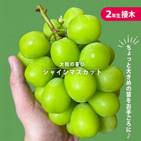 【シャインマスカット】 ぶどう 2年生接木苗 ウィルスフリー 登録品種・品種登録