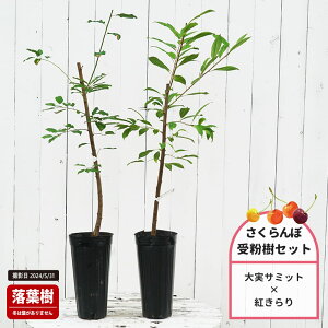 �A�����J���`�F���[ �c �y����T�~�b�g�z 1�N���ږؕc �P�i or �󕲎��Z�b�g