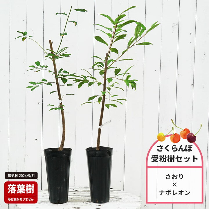 楽天市場】1本でなるさくらんぼの木 【さおり】 1年生接木苗 単品 or 