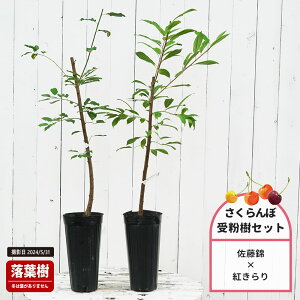 ڂ̖ yсz 1Nږؕc Pi or 󕲎Zbg y\̔z11`12ח\