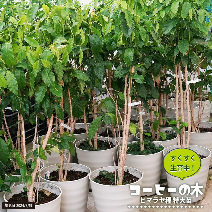 楽天市場】楽天スーパーセール対象商品 【コーヒーの木】 ヒマラヤ種  