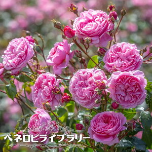 oc yylsCu[z 2Nc 6|bg o^iEio^ y\̔z1`2ח\