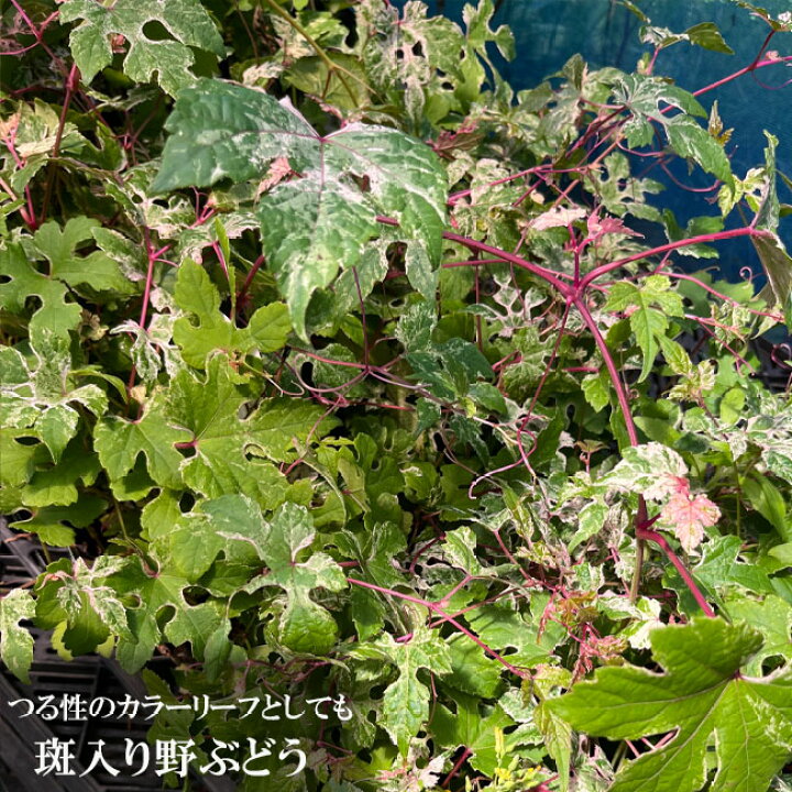 楽天市場】斑入りノブドウ エレガンス 3号ポット苗 （野ぶどう 