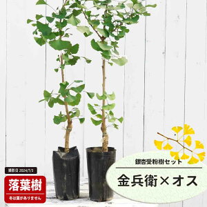 Ȃ iǁj y q iׂjz 1N ږؕc Pi or 󕲎Zbg